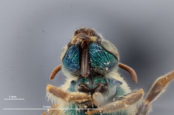 Media type: image;   Entomology 592583 Aspect: head frontal view
